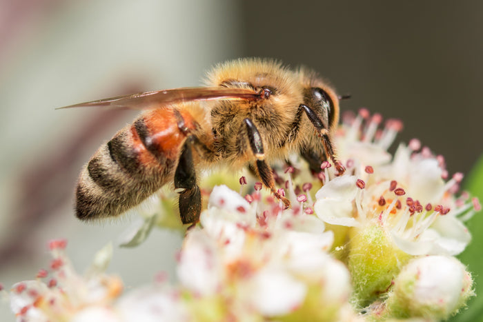 Manuka Insight